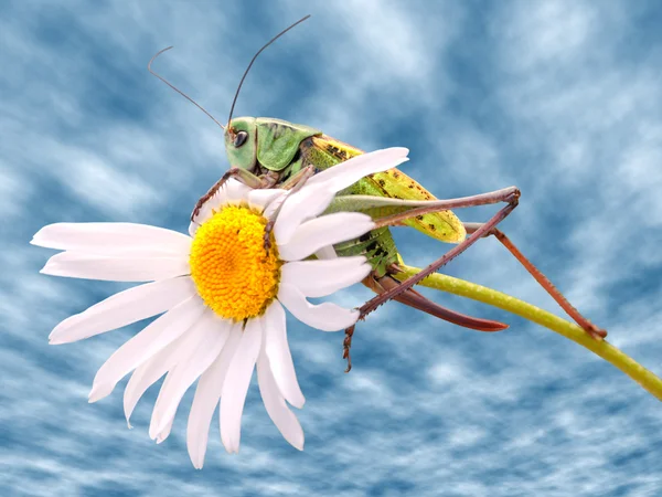 데이지 꽃에 메뚜기 — 스톡 사진