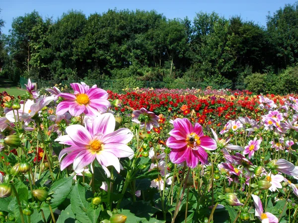 Dahlias in the garden — Stock Photo, Image