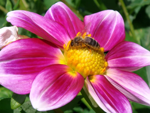 Abeja de miel alimentándose de flor de dalia —  Fotos de Stock