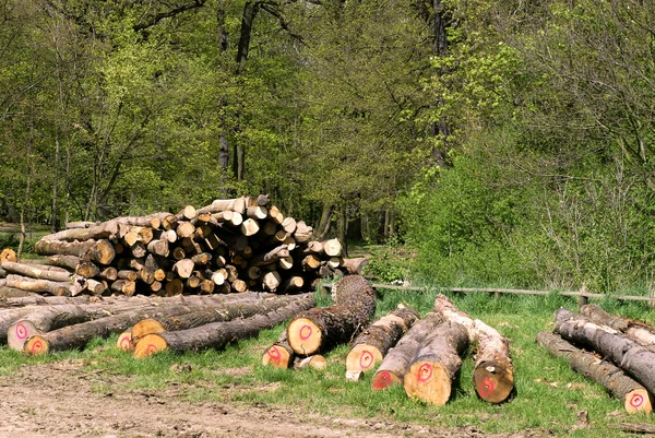 Tăiați copaci de lemn în pădure — Fotografie, imagine de stoc