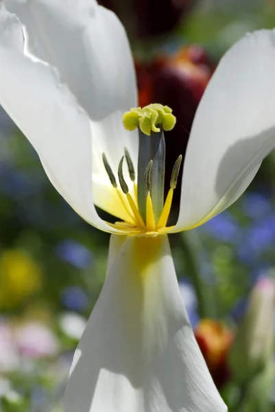 Stamens of white tulip — Stock Photo, Image