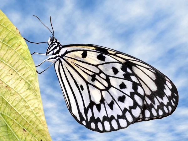 Papierdrachen-Schmetterling auf Blatt — Stockfoto