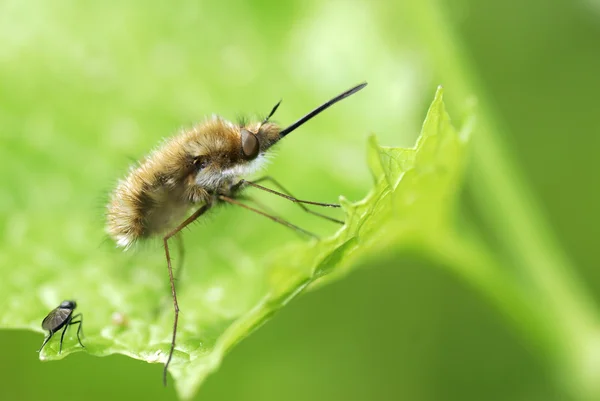 Makro yaprak üzerinde büyük arı — Stok fotoğraf
