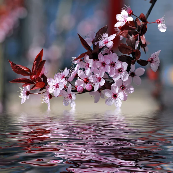 Dekorativa körsbärsträdet blommar — Stockfoto