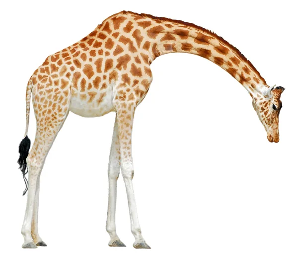 Isolated giraffe Stock Image