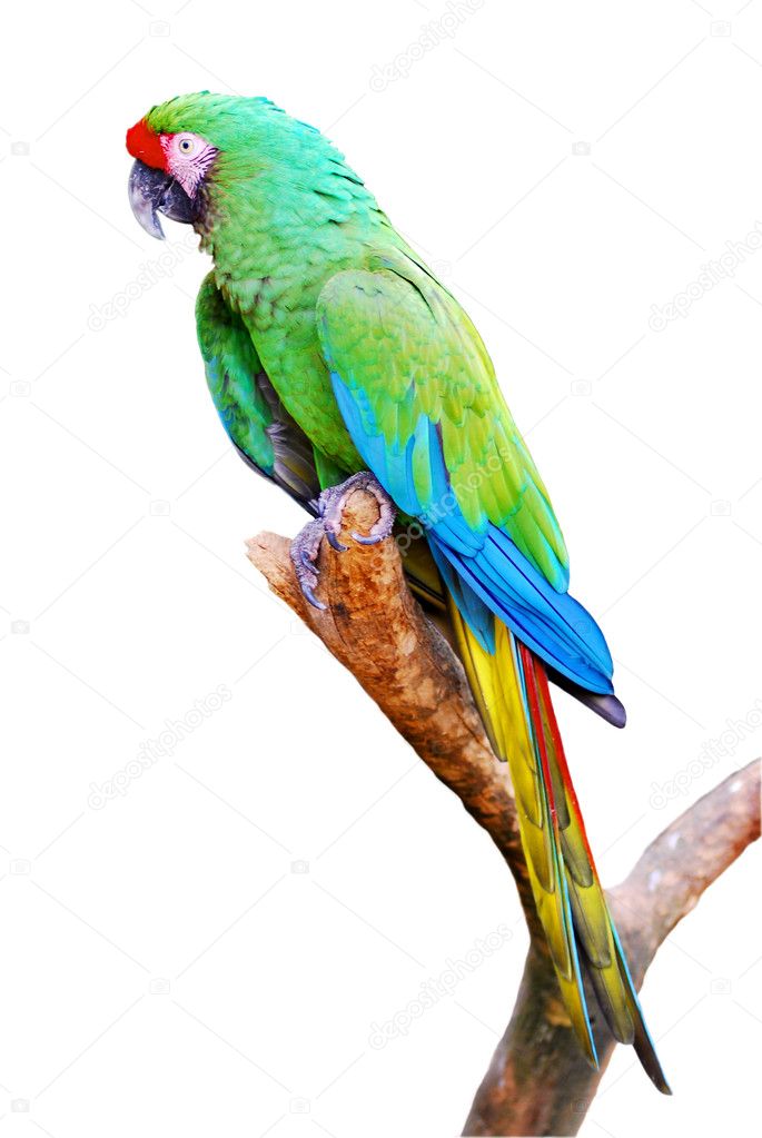 Isolated military macaw on branch