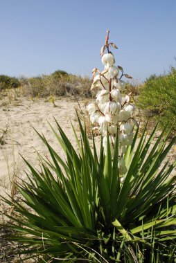 White flowers yucca clipart