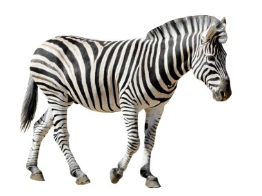 izole burchell zebra