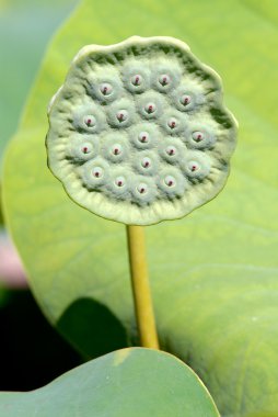 Seeds of sacred lotus flower clipart