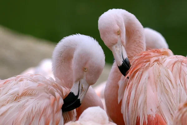 Chilensis Фламинго — стоковое фото
