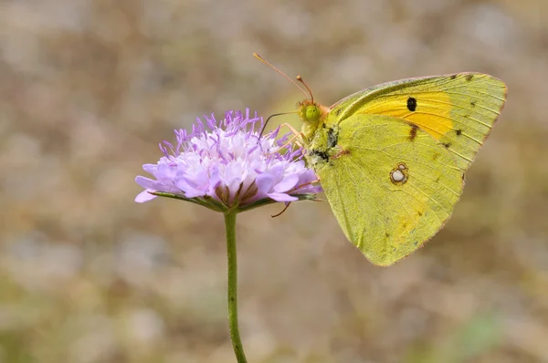 Темно-облачная желтая бабочка, питающаяся — стоковое фото