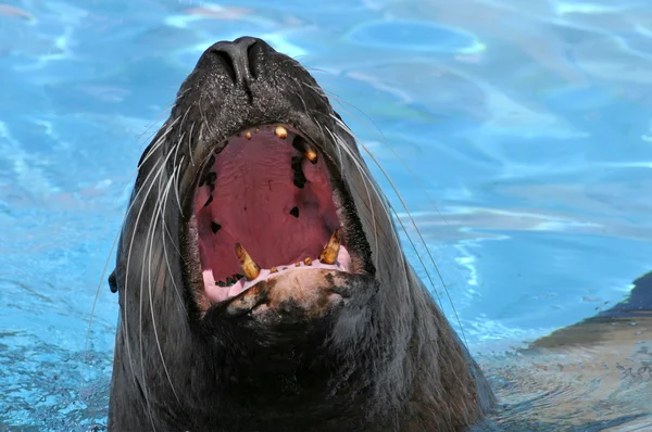 Retrato Steller Leão do Mar abrindo o mo — Fotografia de Stock