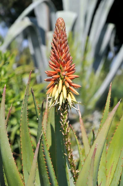 Flower of cactus aloe — Stock Photo, Image