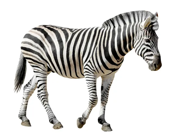 Na białym tle burchell zebra — Zdjęcie stockowe