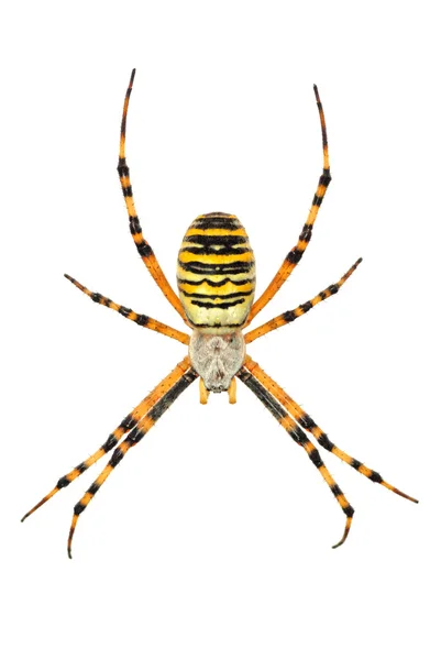 Aranha de argiope isolada — Fotografia de Stock