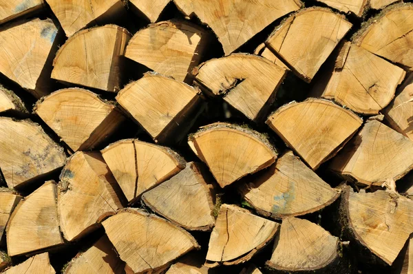 Secțiune transversală din lemn — Fotografie, imagine de stoc