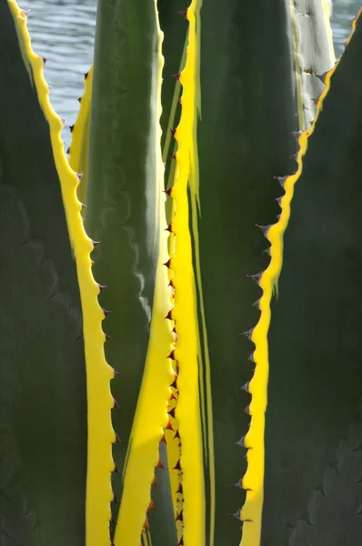 Листья кактуса агавы — стоковое фото