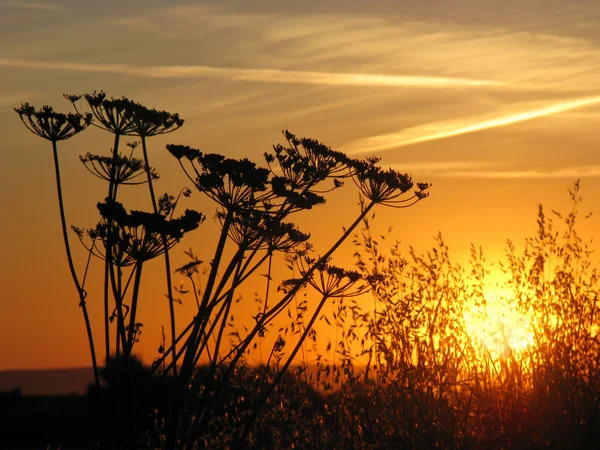 stock image Large grass in the sunset