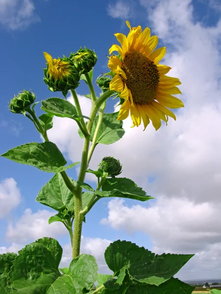 Sunflowers in the sky — Stok fotoğraf