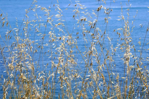 Большая золотая трава на синем фоне моря — стоковое фото