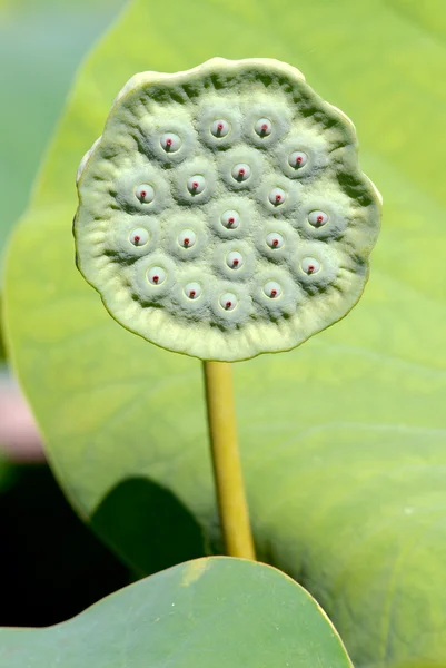 stock image Seeds of sacred lotus flower