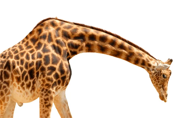 Żyrafa na białym tle — Zdjęcie stockowe
