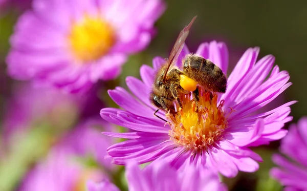 Noney bee and pollination — Stock Photo, Image