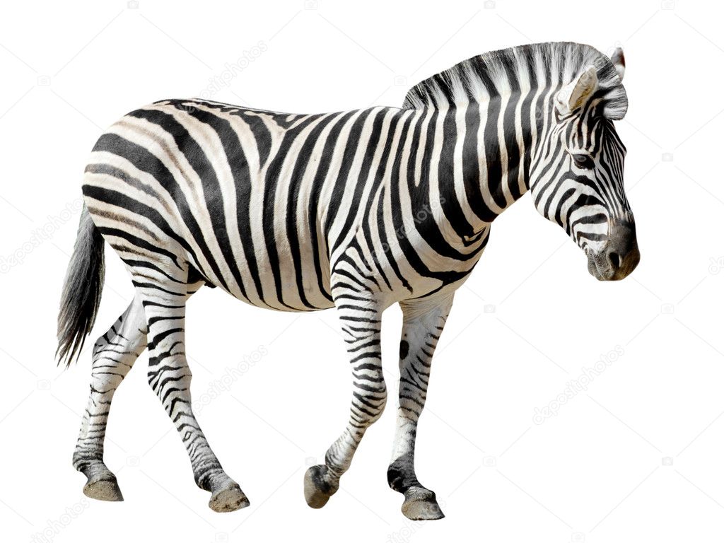 Isolated Burchell Zebra