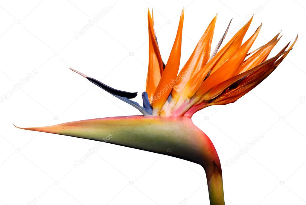 Isolated Bird of paradise flower