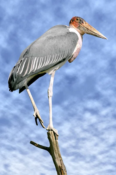 Marabou stork on branch — Stock Photo, Image
