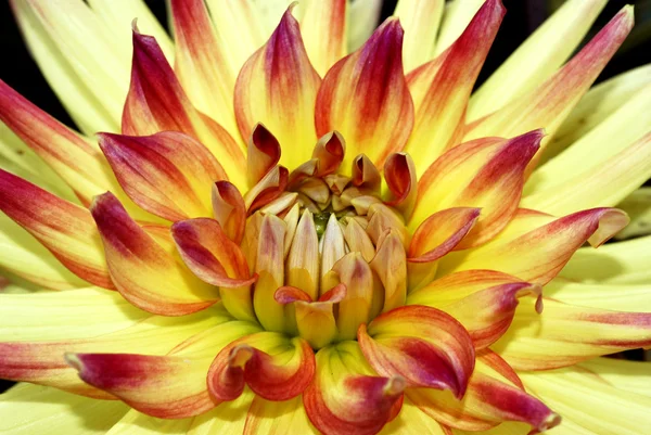 Macro of heart of a dahlia flower — Stock Photo, Image