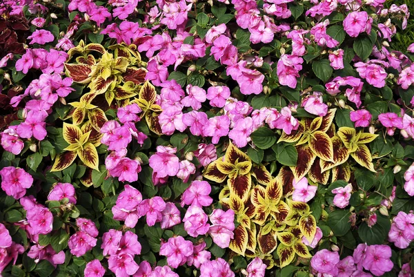 Ροζ begonias και coleus — Φωτογραφία Αρχείου