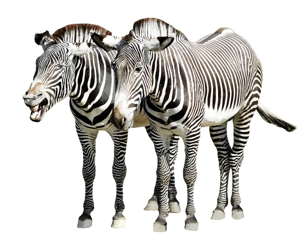 孤立的 zebras 的细纹 — 图库照片