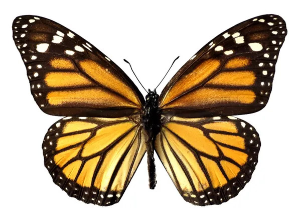 Изолированная бабочка-монарх — стоковое фото