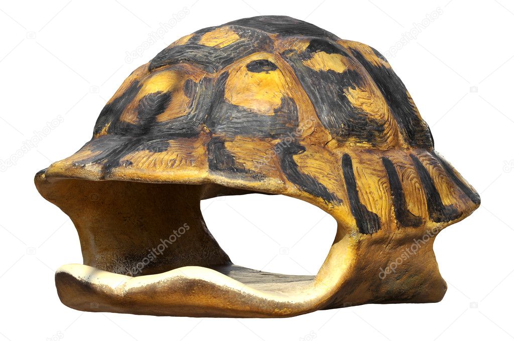 Isolated shell of tortoise