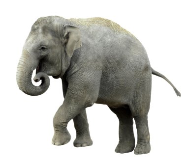 Isolated Asian Elephant clipart