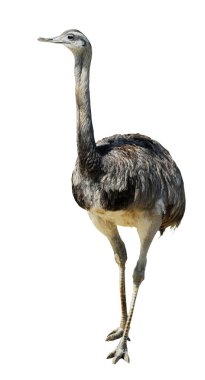 Isolated Greater Rhea clipart