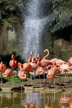 Karayip flamingolar grubu