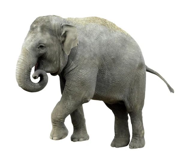 Изолированный азиатский слон — стоковое фото