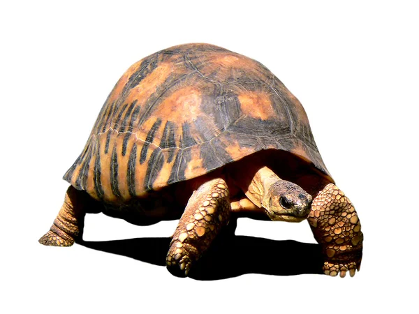 Isolated of tortoise — Stock Photo, Image
