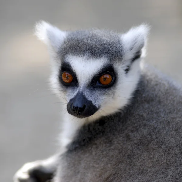 Lemur de cola anillada retrato —  Fotos de Stock