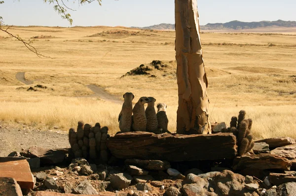Erdmännchen in Namibia Zdjęcia Stockowe bez tantiem