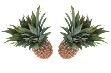 Beyaz bir arka plan karşı iki ananas