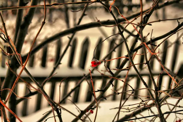 Зимняя ягода — стоковое фото