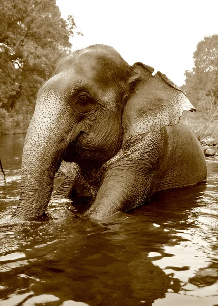 Swimming elephant — Stock Photo, Image