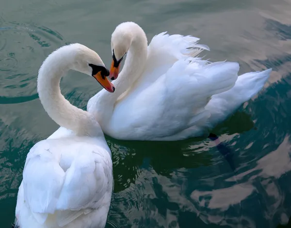 stock image Beautiful swans