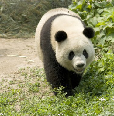 Giant Panda clipart