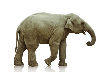 Elephant calf clipart