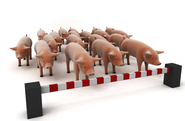 Concepto de gripe porcina — Foto de Stock