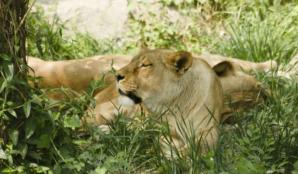 Vahşi aslan — Stok fotoğraf